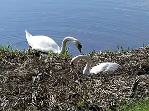 Couple de Cygnes tuberculés.