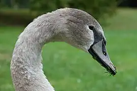 Cygne tuberculé juvénile.