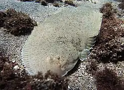 Sole du genre Cynoglossus (peut-être C. lachneri)