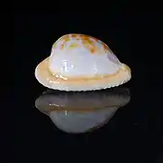 Cypraeovula coronata