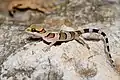 Gecko cyrtodactylus samroiyot