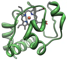 Image illustrative de l’article Cytochrome c