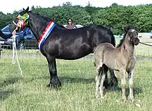 Une ponette noire tenue en main et présentée de profil gauche arbore de nombreux rubans multicolores, signe de récompenses; son poulain est également tenu en main à ses côtés, l'air plutôt inquiet.
