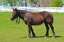 Dans un paddock en herbe équipé de barrières blanches, un poney noir portant des tresses à la crinière présente son profil gauche et regarde l'horizon.