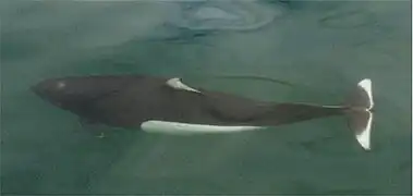 Phocoenoides dalli (Phocoenidae).
