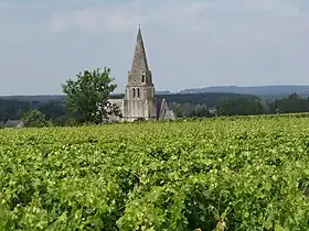 Image illustrative de l’article Saumur-champigny