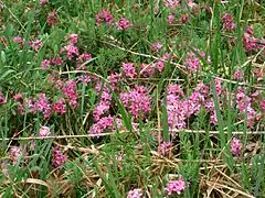 Exemple de plante inféodée aux terroirs calcaires d'altitude : la daphné camélée.