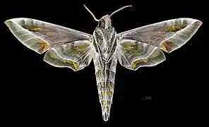 Revers du mâle(coll.MHNT)