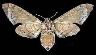 Revers de la femelle (coll.MHNT)