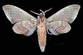 Revers du mâle (coll.MHNT)