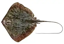 Dasyatis parvonigra