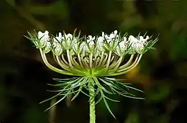 Ombelle de carotte sauvage (Daucus carota), diamètre : 8 cm.