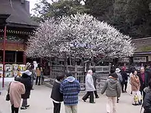 Tobiume, un abricotier du Japon, dans l'enceinte du Dazaifu Tenman-gū.