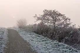 Le soleil essayant de se lever à Langweerderwielen, cette fois-ci au-dessus d'un chemin. Décembre 2016.