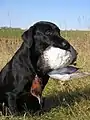 Le labrador est un chien de rapport.