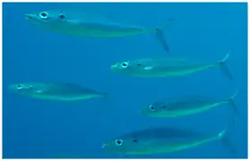 Decapterus macarellus