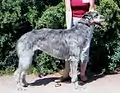 Le deerhound Intch