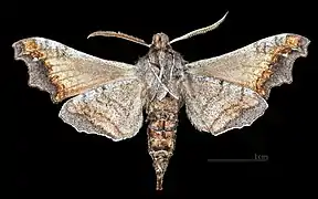 Face ventrale du mâle (coll.MHNT)