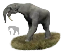 Deinotherium sp. (Deinotheriidae)