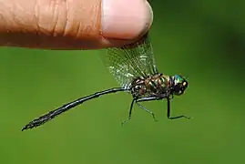Reflets métalliques de Somatochlora hineana.