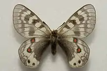 Parnassius delphius infernalis
