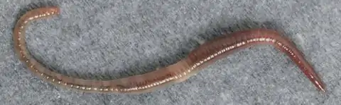 Dendrobaena octaedra est un ver de terre des forêts. C'est une espèce épigée, straminicole et acidiphile qui vit à la surface, parmi les feuilles mortes de la litière).