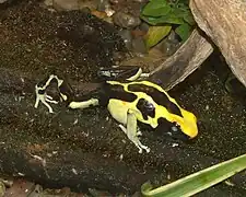 Dendrobates tinctorius au Cincinnati Zoo and Botanical Garden