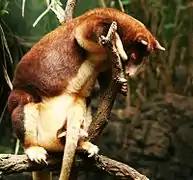 Dendrolagus matschiei