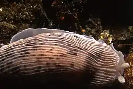 Dermatobranchus sp.4