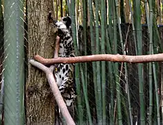 Une Panthère nébuleuse descend d'un tronc la tête la première.