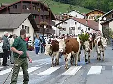Photo couleur d'un troupeau de vaches pie rouge traversant un village de montagne derrière son berger.