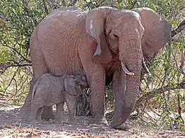 Jeune mâle s'allaitant.