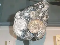 Deshayesites sp. (Deshayesitoidea).