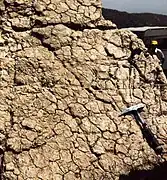 Fentes de dessiccation à la surface d'un banc de calcaire dolomitisé, sommet de cycle émersif métrique du lagon de la plate-forme liasique.