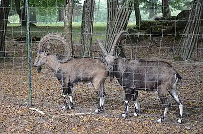 Les bouquetins de Nubie en 2015.