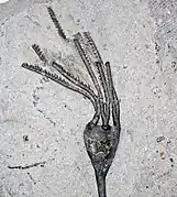 Dichocrinus ficus, un Dichocrinidae