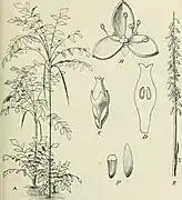 Podococcus barteri, une Podococceae