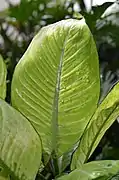 Dieffenbachia 'Tropic Marianne'