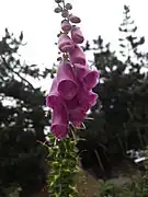 Digitale pourpreDigitalis purpurea, sur les berges du lac de l'Oule à 1 815 m.