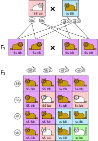 Troisième loi :L'échiquier de Punnett des deux caractéristiques (poils blancs/bruns, queue courte/longue, où "brun" et "court" devraient être dominants) donne en génération F2 des phénotypes variés dans le rapport de 9:3:3:1. (S = court (short), s&nbsp;=&nbsp;long, B = brun, b = blanc).