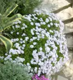 Dimorphotheca blanche originaire d'un semis naturel.