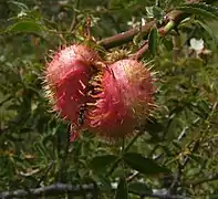 Galle de Diplolepis mayri.