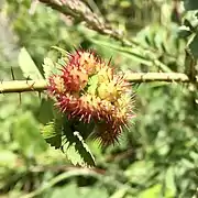 Galle de Diplolepis polita.