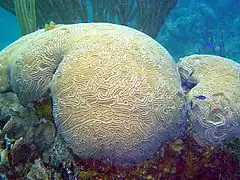 Diploria labyrinthiformis