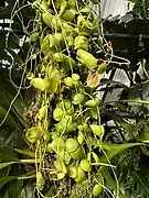 Dischidia albiflora.