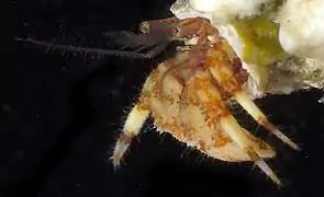 Discorsopagurus schmitti