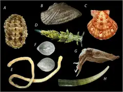 Différents Mollusca.