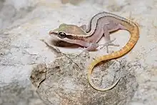 Gecko dixonius de Sam Roï Yot