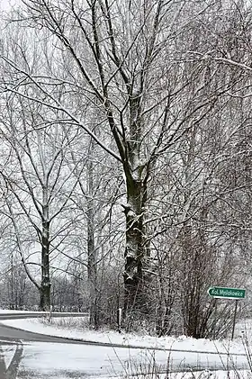 Myślakowice-Kolonia