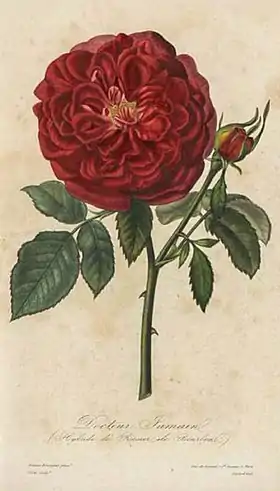 Image illustrative de l’article Docteur Jamain